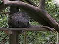 Bicolour-spined porcupine