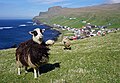 Faroe sheep with the town of Sumba in the background