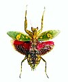 The jeweled flower mantis, Creobroter gemmatus: the brightly colored wings are opened suddenly in a deimatic display to startle predators.