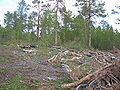 La tala ilegal de árboles es otro de los problemas ecológicos de la isla.