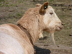Une chèvre « motte » (sans corne[11]).