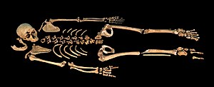 A mostly complete skeleton laid out against a black background horizontally