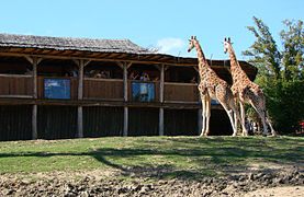 Enclos des girafes.