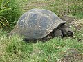 Image 9Galápagos tortoise on Santa Cruz Island (from Galápagos Islands)