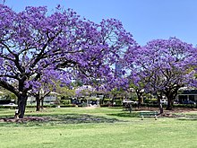 A long shot of group of Jacaranda trees, or Jacaranda mimosifolia, in the middle of a park in Brisbane, Australia. The tree contains distinctive pale indigo flowers which are outstretched over grassy plains and park benches.