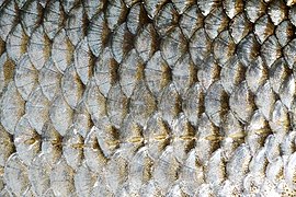 Tilings: overlapping scales of common roach, Rutilus rutilus
