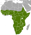 Eerdswin lewe uun Afrikoo süüdelk faan a Sahara.