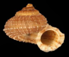 apertural view of a brown shell