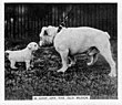 Dogs, "Animals" series, 1935