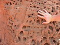 Sandstein med irregulære hull