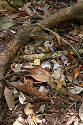 Small collection of broken snail shells next to large root on leafy forest floor