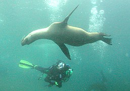 Diver and juvenile sea lion, Anacapa Island
