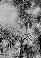Recolección de savia de las flores inmaduras de arènpalm (Arenga pinnata), una de las palmas utilizadas para hacer vino de palma, en Ambon, Molucas (1919). El vino se llamaba toewak (en holandés), tuak o sagoweer (en saguer).