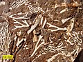 Bryozoaire fossile (calcaire de l'Ordovicien, Estonia)