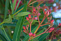 Pupoljci ružičastog oleandera