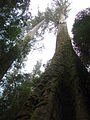 Image 11Eucalyptus regnans forest in Tasmania, Australia (from Old-growth forest)