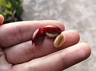 Fresh coffee seeds ("beans").