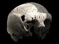 Image 17Aroeira 3 skull of 400,000 year old Homo heidelbergensis. The oldest trace of human history in Portugal. (from History of Portugal)