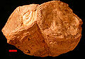 Mga Rudistang bibalbo mula sa Cretaceous ng mga Bulubunduking Omani,United Arab Emirates. Ang barang iskala ay 10 mm.