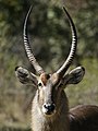 'n Bul by die Mosi-oa-Tunya Nasionale Park, Livingstone, Zambië