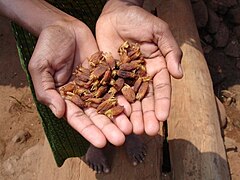 Dried Mahua flowers, an edible forest product, are a rich source of energy.
