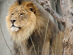 Lauva (Panthera leo) - kaķu dzimtas dzīvnieks