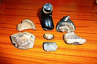 Marine fossils found high in the Himalayas. Collection of the Abbot of Dhankar Gompa, HP, India