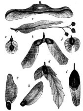 Winged tree seeds that cause autorotation in descent