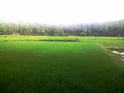 Paddy fields in Parappur