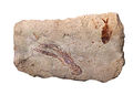 Image 50Specimen from a palaeontological site of Lebanon at Paleontology in Lebanon, by Mila Zinkova (from Wikipedia:Featured pictures/Sciences/Geology)