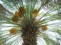 Pokok kurma dengan buah kurma di Kebun Kurma Abdul Aziz di Madinah al-Munawwarah.