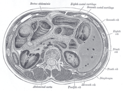 Sección transversal a través del medio de L1, mostrando su relación con el páncreas