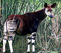 Окапи, едно от най-редките животни в басейна на Конго, обитава гъстите екваториални гори. За най-голяма се счита популацията в басейна на Итури