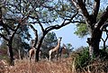 Image 26Giraffes in Waza National Park (from Tourism in Cameroon)