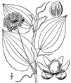 The "carrion flower", S. herbacea