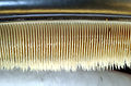 Image 33Accessory baleen plates taper off into small hairs (from Baleen whale)