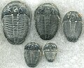 Image 6Trilobites first appeared during the Cambrian period and were among the most widespread and diverse groups of Paleozoic organisms. (from History of Earth)