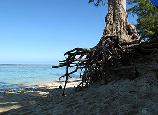 Filao déchaussé par l’érosion de la plage à l'Hermitage à La Réunion