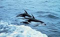 Image 16Pacific white-sided dolphins porpoising (from Toothed whale)
