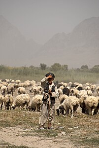 Un pastor afghan si turma sa de oi