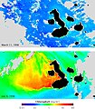 Image 11Satellite maps of the concentration of chlorophyll (representing abundance of phytoplankton) during El Niño (top) and La Niña (bottom). The color scale goes from blue at the lowest concentrations to red at the highest. Currents that normally fertilize phytoplankton reverse during El Niño, resulting in barren oceans. The same currents are strengthened by La Niña, resulting in an explosion of ocean life. (from Galápagos Islands)
