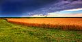 Image 28Kansas summer wheat and storm panorama (from Kansas)