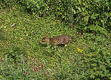 Un chat gris, vu de haut, avance dans l'herbe en restant bas sur ses pattes.