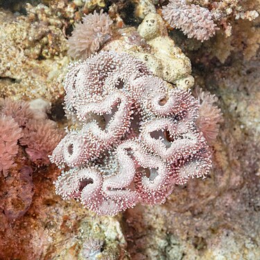 Rough leather coral (Sarcophyton glaucum), Ras Katy, Sharm el-Sheikh, Red Sea, Egypt.