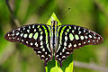 Tailed jay (Graphium agamemnon)