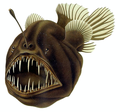 „Риба удичарка“ из дубоких мора, изнад уста има светлећи орган