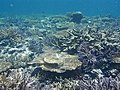 2007年7月 八重干瀬のサンゴ礁
