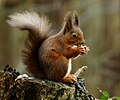 Image 2 Red squirrel Photograph: Peter Trimming The red squirrel (Sciurus vulgaris) is a species of tree squirrel in the genus Sciurus common throughout Eurasia. This arboreal, omnivorous rodent feeds on seeds, nuts, berries, young shoots, and sap. More selected pictures