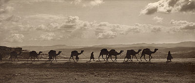 قافلة إبل تجاريَّة مصريَّة تعبر جبل الزيتون قرب بيت المقدس سنة 1918م.