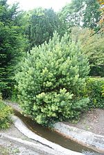 Mugo pinua (Pinus mugo)